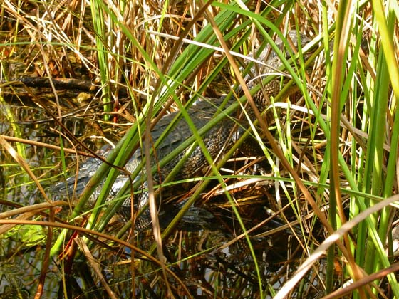 Baby alligator hidden in the plants